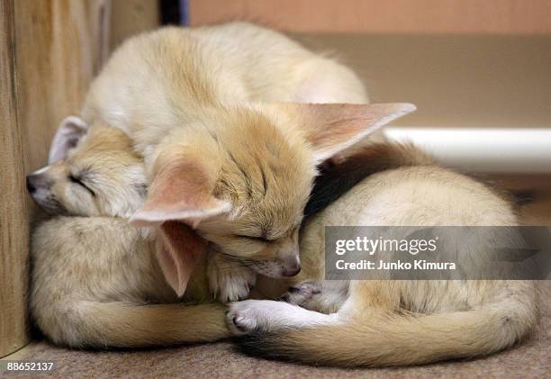 Three baby Fennecs sleep on one another at Sunshine International Aquarium on June 24, 2009 in Tokyo, Japan. The small nocturnal fox babies were born...