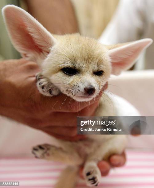 Baby Fennec is seen at Sunshine International Aquarium on June 24, 2009 in Tokyo, Japan. The small nocturnal fox babies were born on May 17 and...