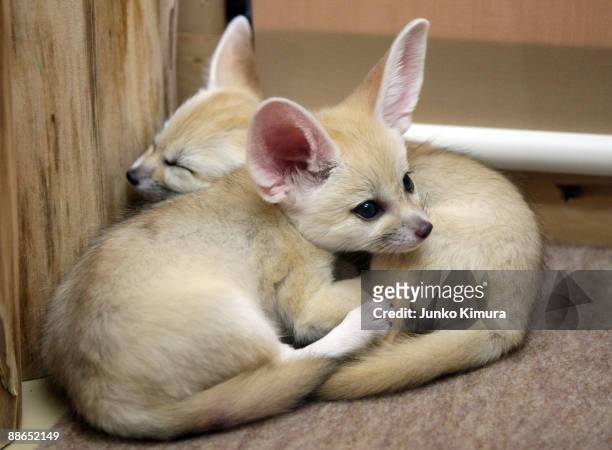 Baby Fennecs are seen at Sunshine International Aquarium on June 24, 2009 in Tokyo, Japan. The small nocturnal fox babies were born on May 17 and...