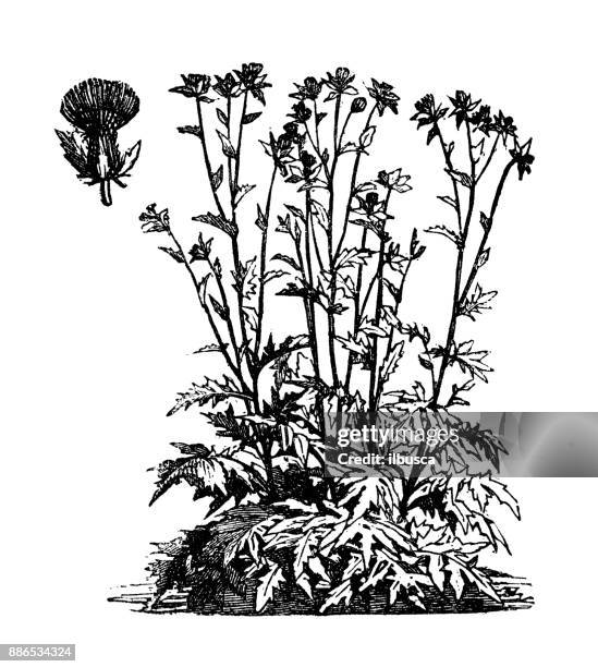 botany vegetables plants antique engraving illustration: cirsium oleraceum (cabbage thistle, siberian thistle) - milk thistle stock illustrations