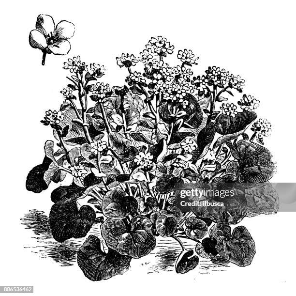 botany vegetables plants antique engraving illustration: cochlearia officinalis (common scurvygrass) - pulmonaria officinalis stock illustrations