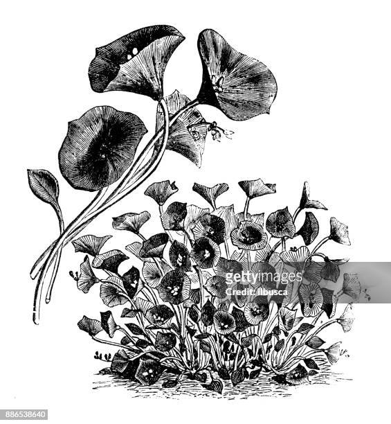 botanik gemüsepflanzen antike gravur illustration: claytonia perfoliata (indischer salat, frühlingsschönheit, winter-portulak, bergmannssalat) - portulak stock-grafiken, -clipart, -cartoons und -symbole