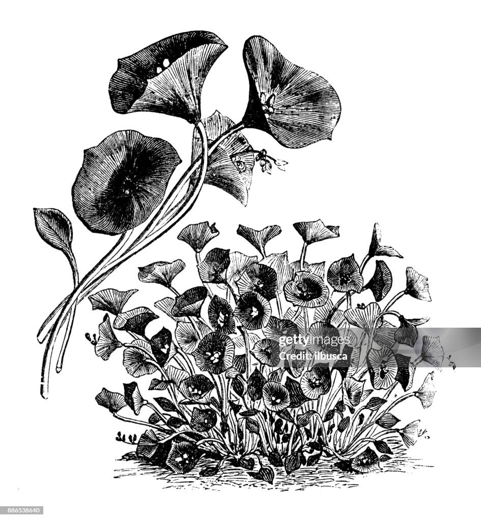 Botany vegetables plants antique engraving illustration: Claytonia perfoliata (Indian lettuce, spring beauty, winter purslane, miner's lettuce)