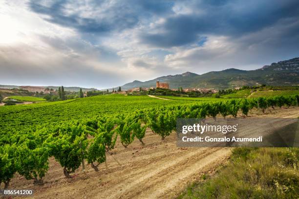 vineyards at remirez de ganuza wineries in rioja alavesa - rioja stock-fotos und bilder