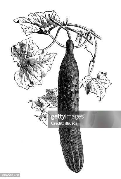 botany vegetables plants antique engraving illustration: long green cucumber - cucumber leaves stock illustrations
