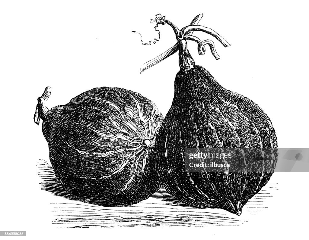 Botany vegetables plants antique engraving illustration: Hubbard green squash