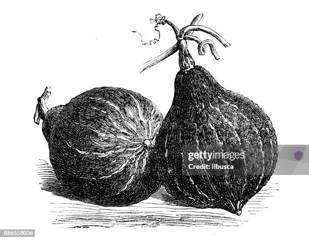 botany vegetables plants antique engraving illustration: hubbard green squash - hubbard squash stock illustrations