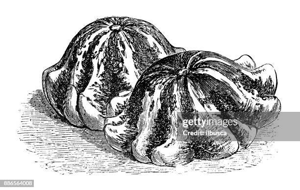 botany vegetables plants antique engraving illustration: crown gourd, custard marrow - pattypan squash stock illustrations