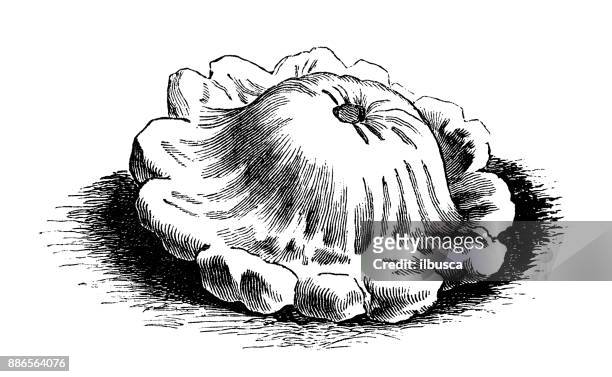 botany vegetables plants antique engraving illustration: crown gourd, custard marrow - pattypan squash stock illustrations