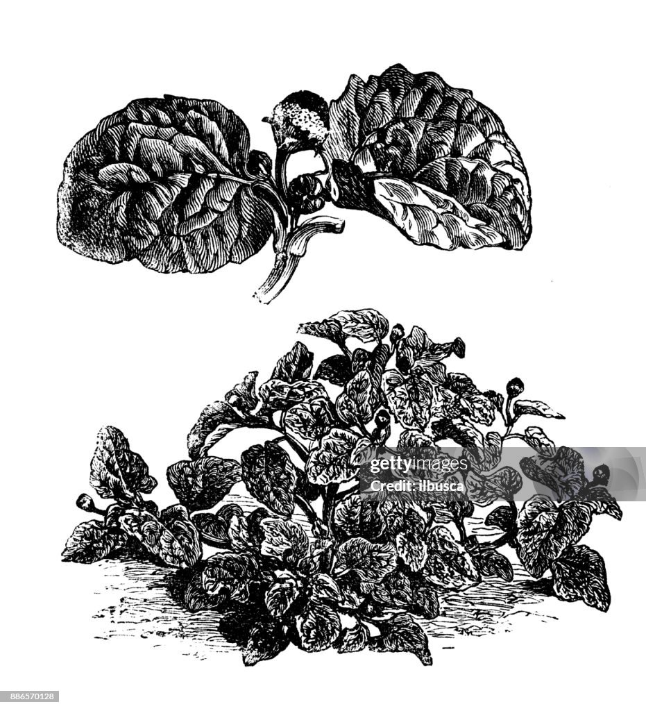 Botany vegetables plants antique engraving illustration: Acmella oleracea (Brazilian cress, toothache plant, paracress, electric daisy)