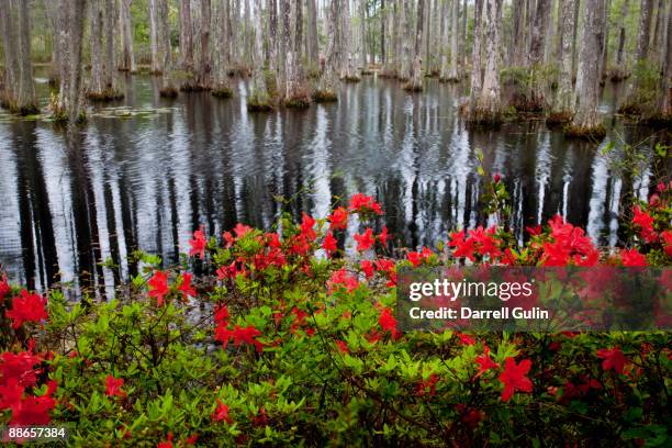 azeleas on edge of water and cypress trees - cypress gardens south carolina stock pictures, royalty-free photos & images