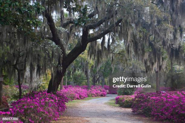 curved road, oak, spanish moss, azeleas - rhododendron stock pictures, royalty-free photos & images