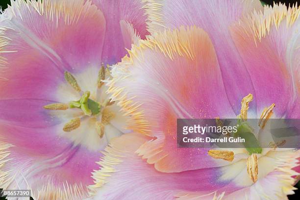 fringed tulip close-up - tulipa fringed beauty stock pictures, royalty-free photos & images