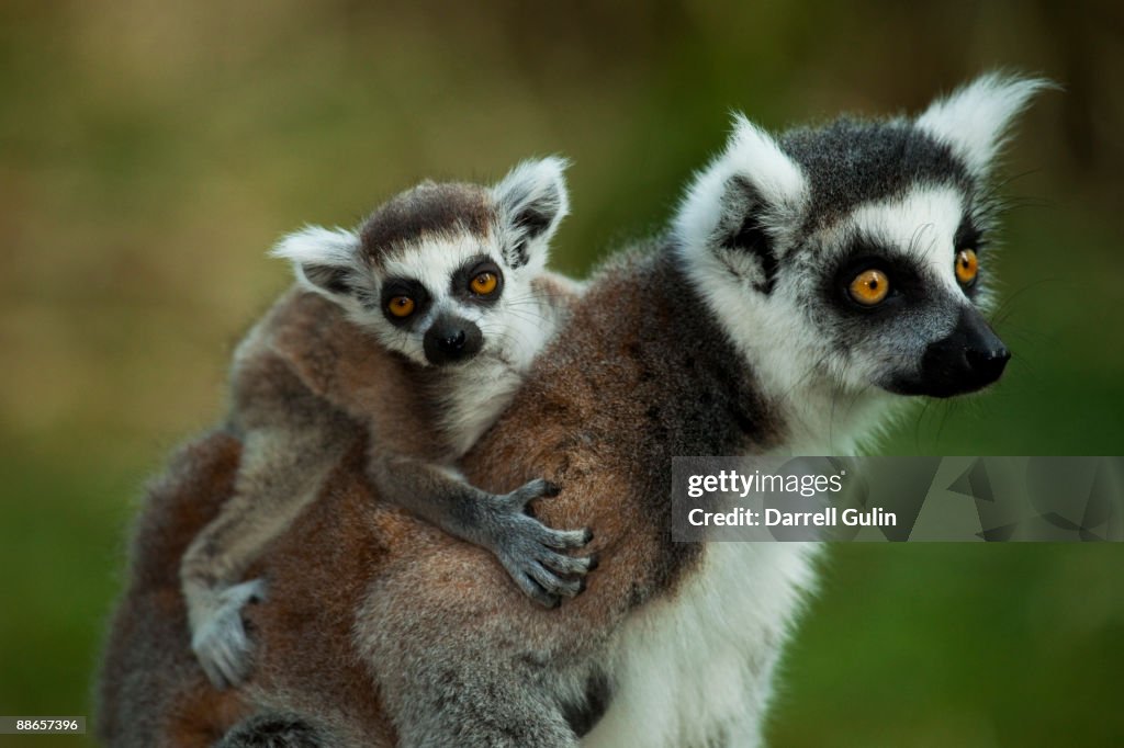 Baby Ringtail Lemur riding on Mothers back