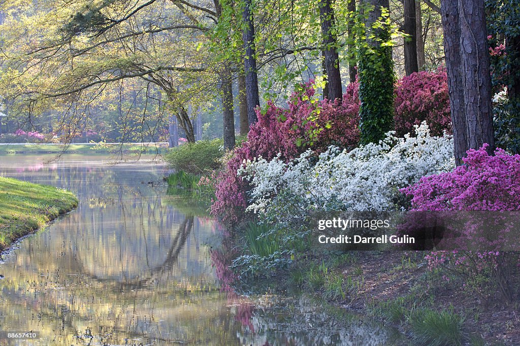 Morning fog on small pond with springtime azeleas 