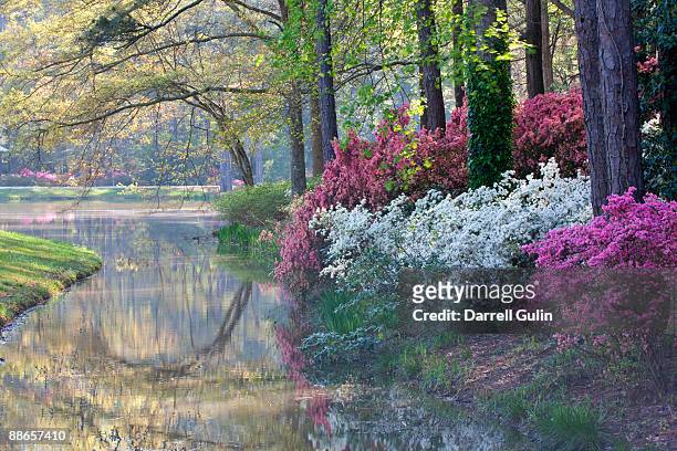 morning fog on small pond with springtime azeleas  - azalea foto e immagini stock