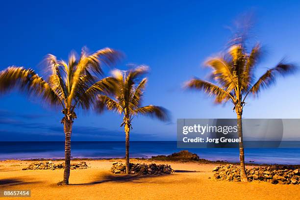palm trees at dusk - puerto del carmen stockfoto's en -beelden