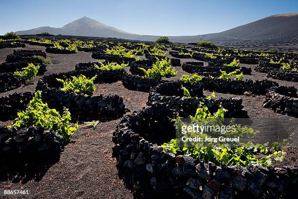 viniculture in la geria region - lanzarote stock pictures, royalty-free photos & images