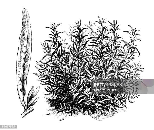 ilustrações, clipart, desenhos animados e ícones de plantas de legumes botânica antiga ilustração de gravura: estragão - estragão