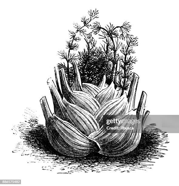 ilustraciones, imágenes clip art, dibujos animados e iconos de stock de botánica plantas vegetales antiguos ilustración grabado: hinojo - fennel