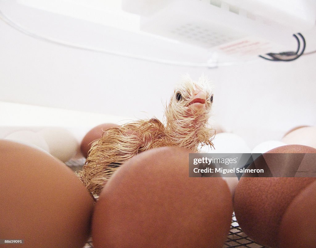 Hatching chicks inside small incubator