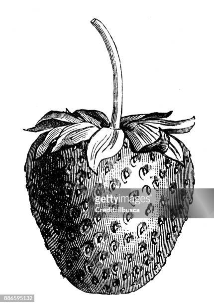 botany vegetables plants antique engraving illustration: strawberry - strawberry stock illustrations