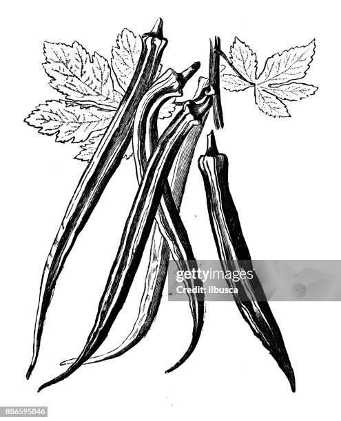 botany vegetables plants antique engraving illustration: okra - gumbo stock illustrations