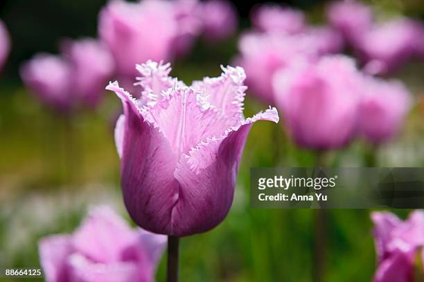 ?blue heron? (fringed tulip) - tulipa fringed beauty stock pictures, royalty-free photos & images