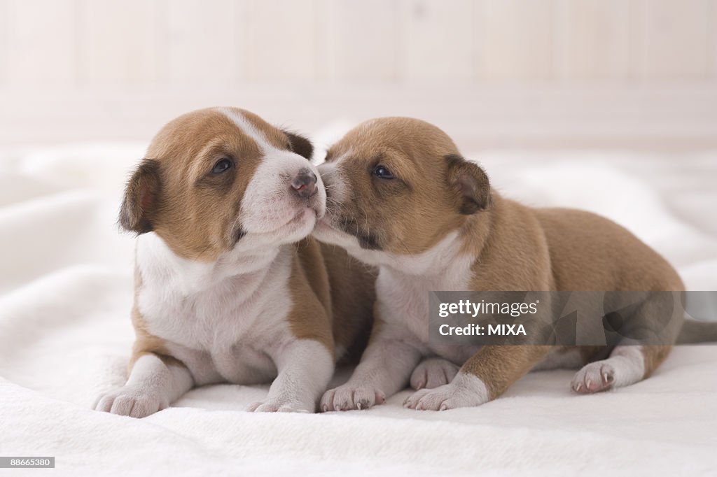 Two basenji nestling each other