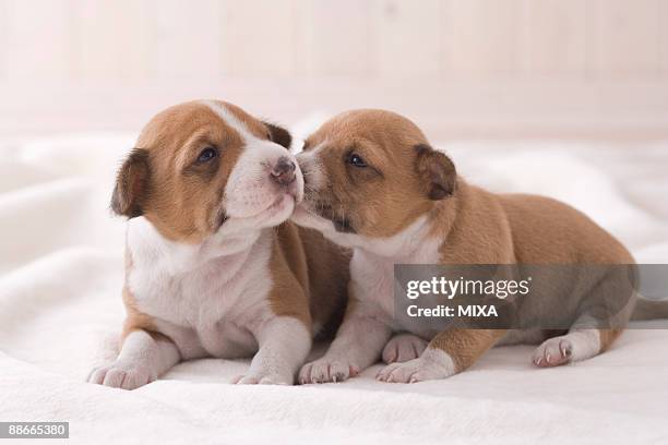 two basenji nestling each other - basenji bildbanksfoton och bilder