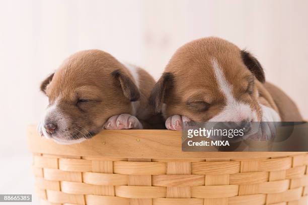 two basenji napping in a basket - basenji ストックフォトと画像