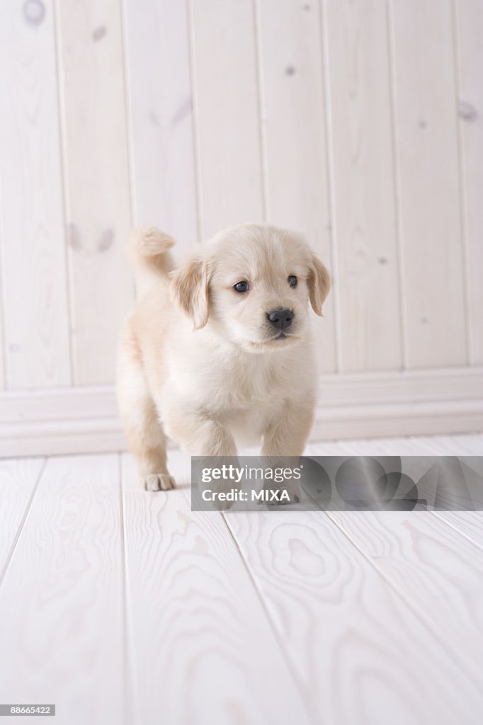 Golden retriever walking