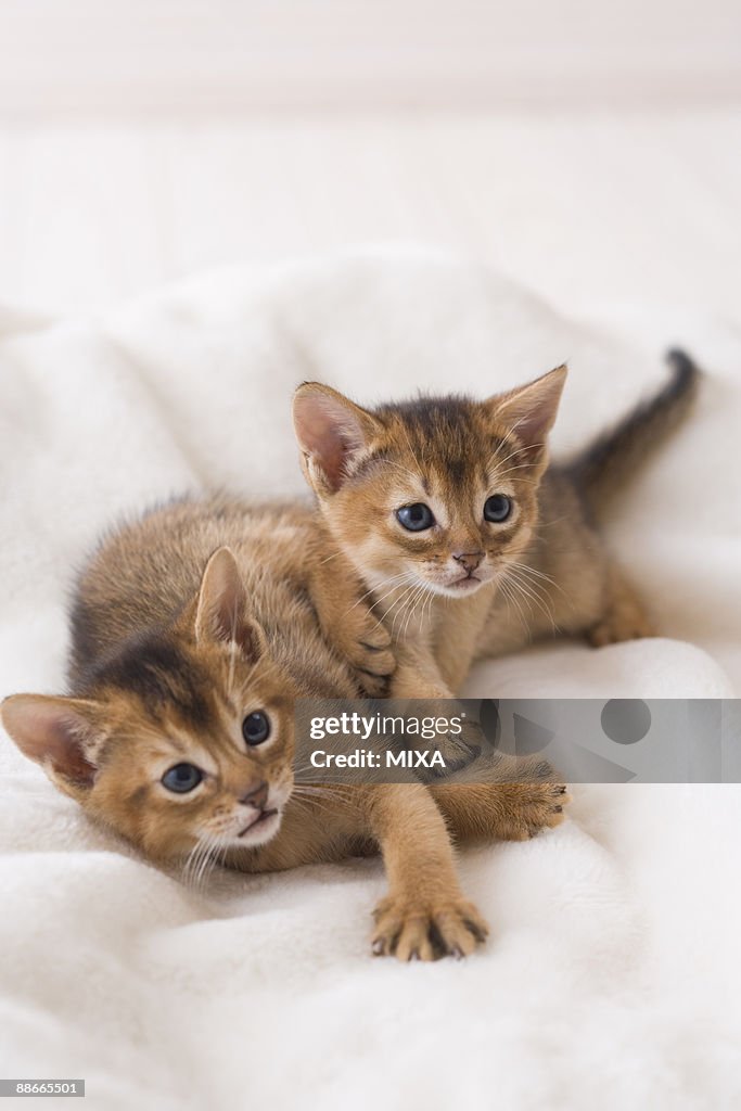 Two Abyssinian lying down