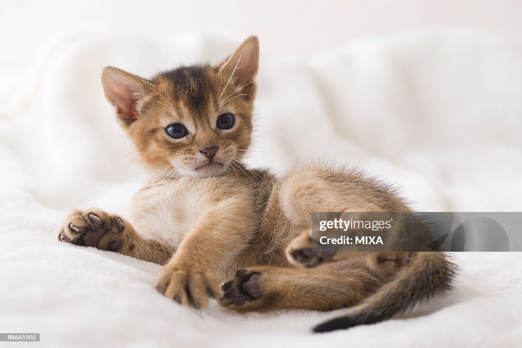 Abyssinian lying down on a blanket