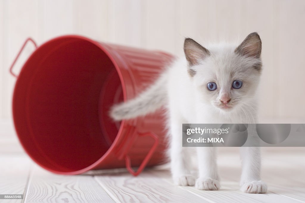 Ragdoll standing in front of a bucket