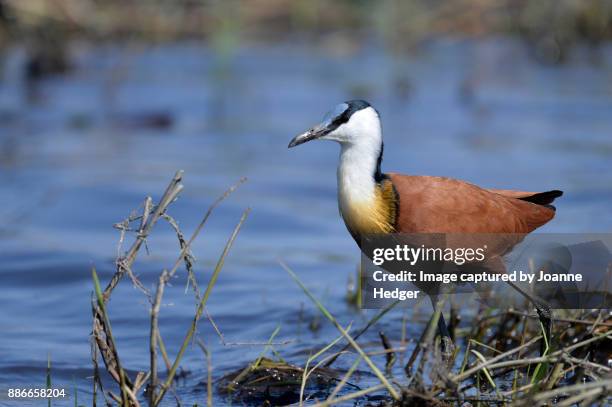 chobe np, botswana - gallito de agua africano fotografías e imágenes de stock