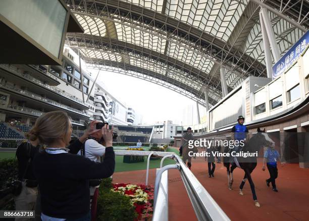 Talismanic is seen in the parade ring during a Longines Hong Kong International Trackwork Session at Sha Tin racecourse on December 6, 2017 in Hong...