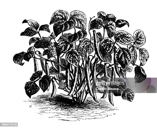 ilustrações de stock, clip art, desenhos animados e ícones de botany vegetables plants antique engraving illustration: bean - feijão catarino