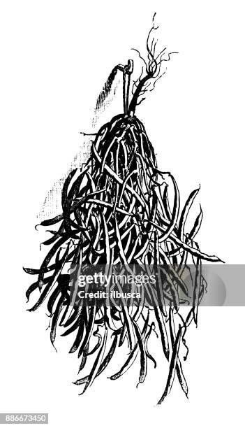 botany vegetables plants antique engraving illustration: bean - bean sprout stock illustrations