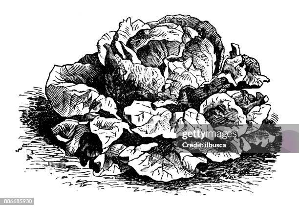 botany vegetables plants antique engraving illustration: red winter lettuce - red leaf lettuce stock illustrations