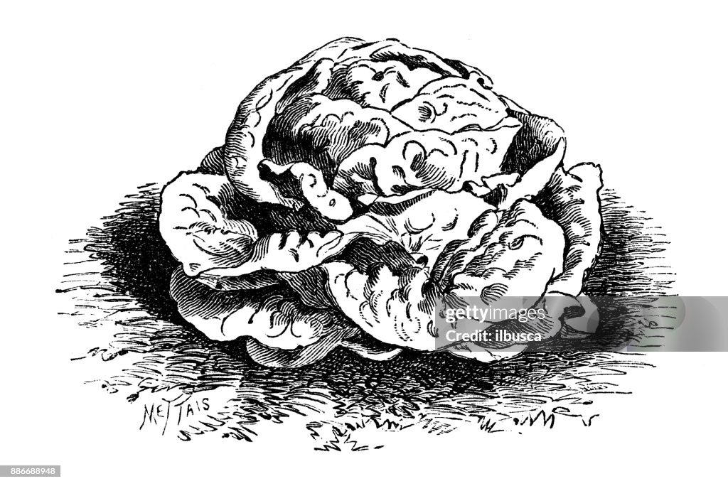 Botany vegetables plants antique engraving illustration: Versailles blonde Lettuce