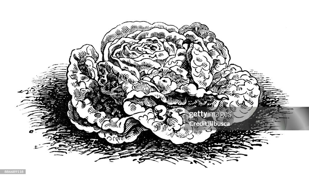 Botany vegetables plants antique engraving illustration: Chavigne Lettuce
