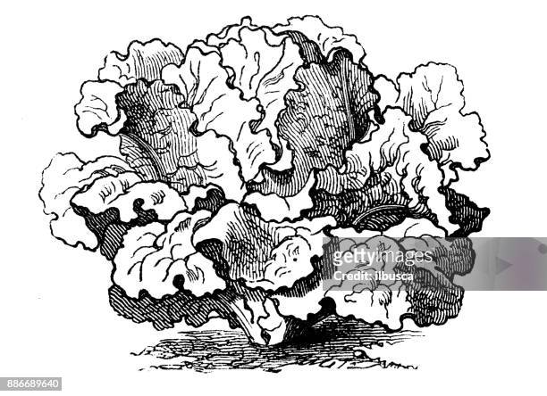 illustrations, cliparts, dessins animés et icônes de plantes de légumes botanique antique illustration de gravure : laitue simpson - feuille de salade fond blanc