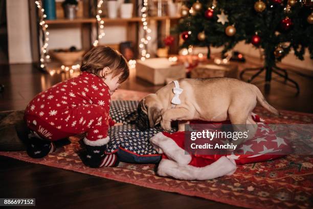 two best friends - christmas puppy stock pictures, royalty-free photos & images