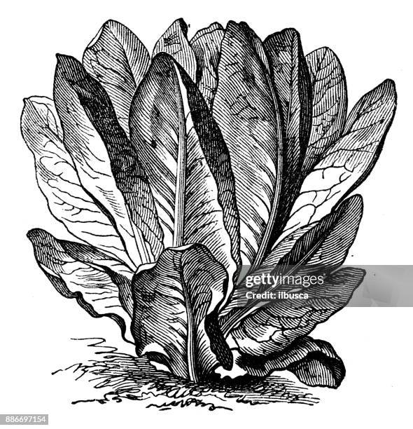 illustrations, cliparts, dessins animés et icônes de plantes de légumes botanique antique illustration de gravure : la laitue romaine rouge - feuille de salade fond blanc