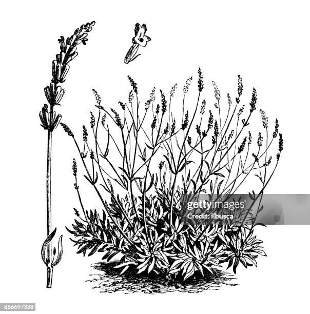 botany vegetables plants antique engraving illustration: lavandula spica (lavender) - lavender stock illustrations