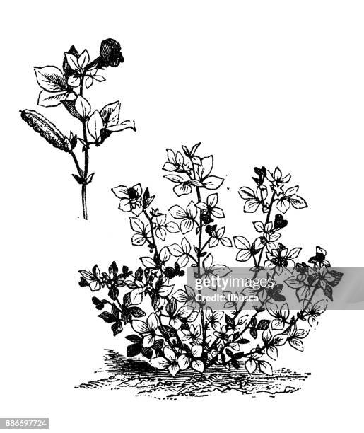 botanik gemüse pflanzen antik gravur abbildung: lotus tetragonolobus (spargel-erbsen, geflügelte erbse) - lotuswurzel stock-grafiken, -clipart, -cartoons und -symbole