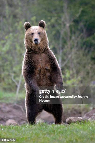 romania - carpathian mountains, transylvania - bear standing stock-fotos und bilder