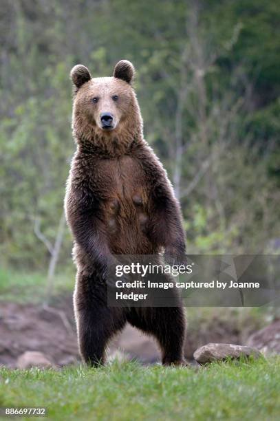 romania - carpathian mountains, transylvania - bear stock pictures, royalty-free photos & images