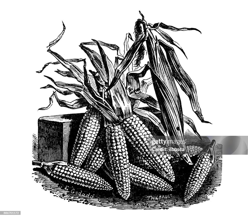 Botany vegetables plants antique engraving illustration: Maize